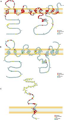 APP, PSEN1, and PSEN2 Variants in Alzheimer’s Disease: Systematic Re-evaluation According to ACMG Guidelines